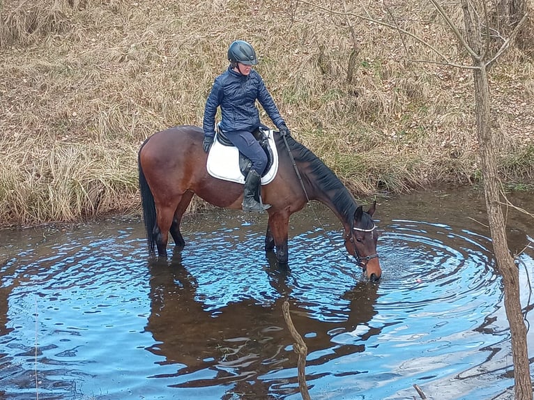 Caballo deportivo polaco Caballo castrado 6 años 164 cm Castaño in Görlitz