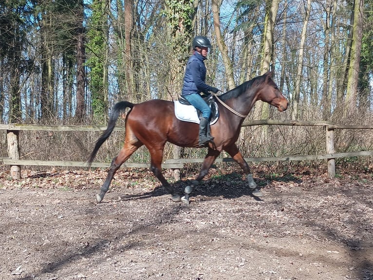 Caballo deportivo polaco Caballo castrado 6 años 164 cm Castaño in Görlitz
