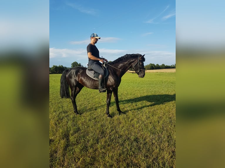 Caballo deportivo polaco Caballo castrado 6 años 165 cm Castaño oscuro in Siedlec