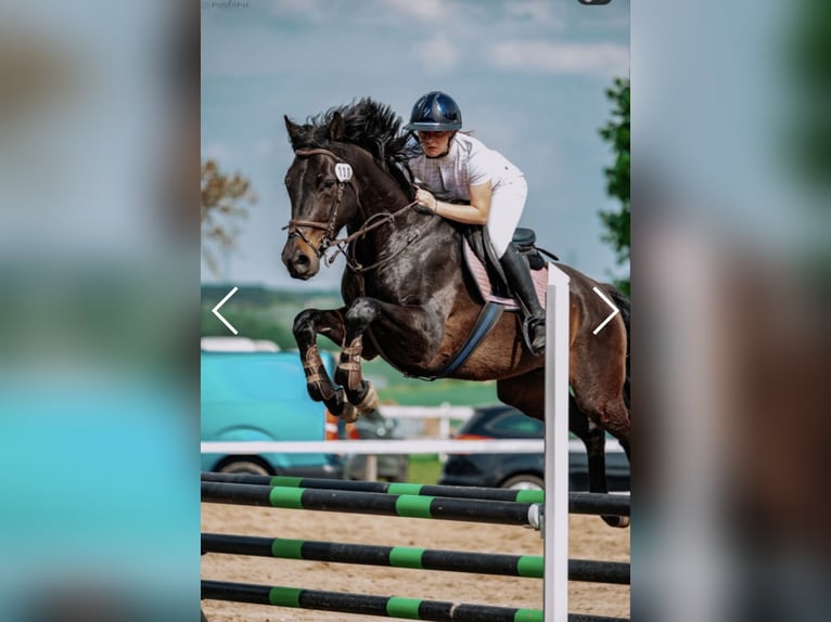 Caballo deportivo polaco Caballo castrado 6 años 166 cm Castaño oscuro in Inowrocław