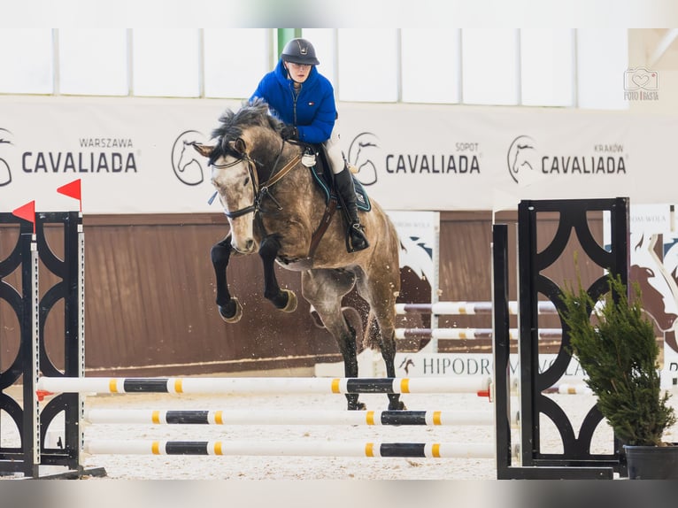 Caballo deportivo polaco Caballo castrado 6 años 170 cm Tordo in Bydgoszcz