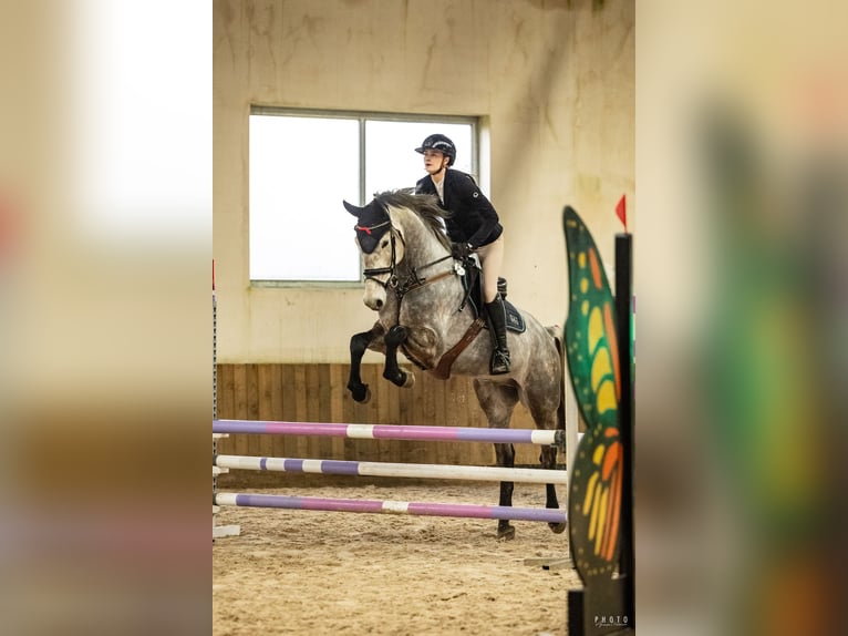 Caballo deportivo polaco Caballo castrado 6 años 170 cm Tordo in Bydgoszcz