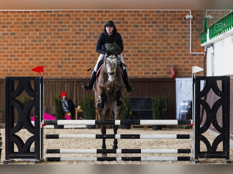 Caballo deportivo polaco Caballo castrado 6 años 170 cm Tordo in Bydgoszcz