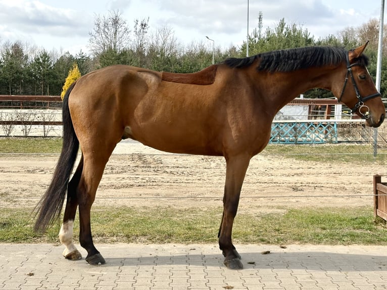 Caballo deportivo polaco Caballo castrado 6 años 174 cm Castaño in Plewiska