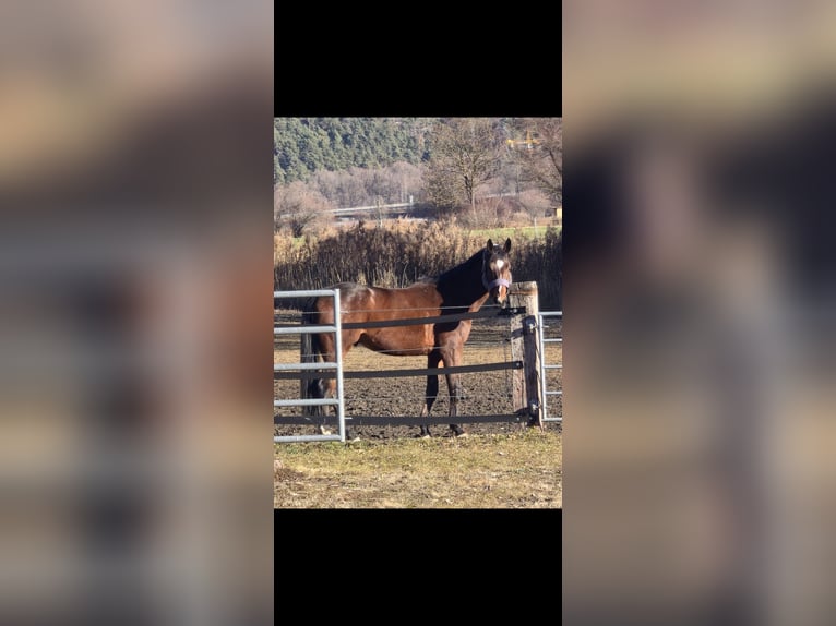 Caballo deportivo polaco Caballo castrado 6 años 175 cm Castaño in Telfs