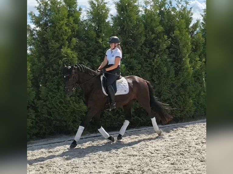 Caballo deportivo polaco Caballo castrado 7 años 160 cm Negro in Forst