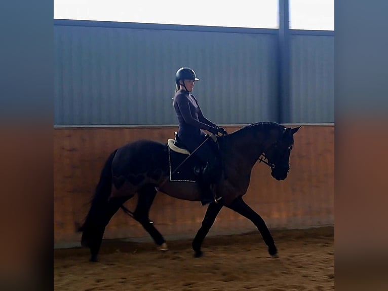 Caballo deportivo polaco Caballo castrado 7 años 160 cm Negro in Forst