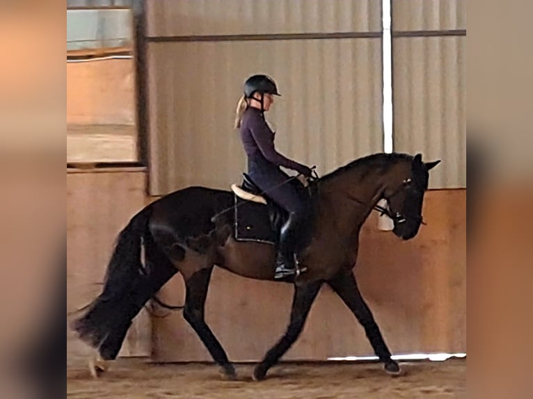 Caballo deportivo polaco Caballo castrado 7 años 160 cm Negro in Forst