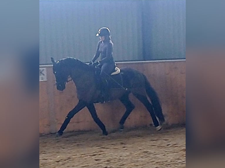 Caballo deportivo polaco Caballo castrado 7 años 160 cm Negro in Forst