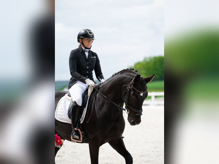 Caballo deportivo polaco Caballo castrado 7 años 160 cm Negro in Forst