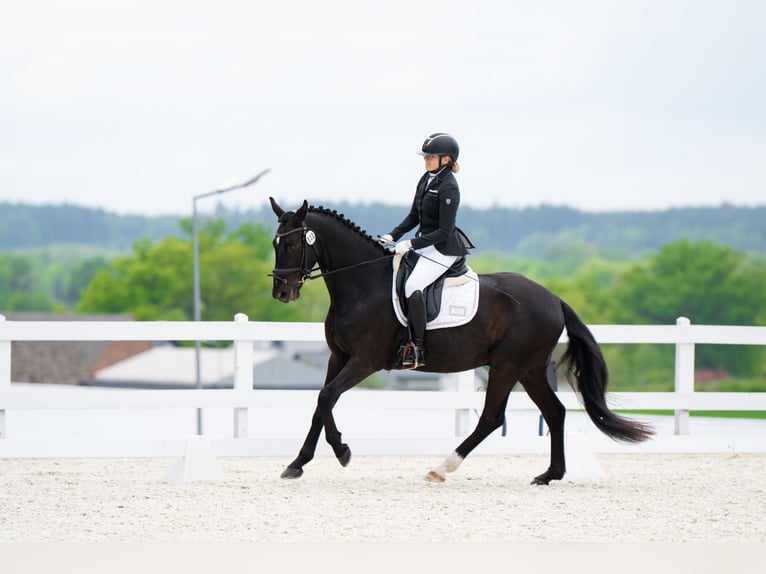 Caballo deportivo polaco Caballo castrado 7 años 160 cm Negro in Forst