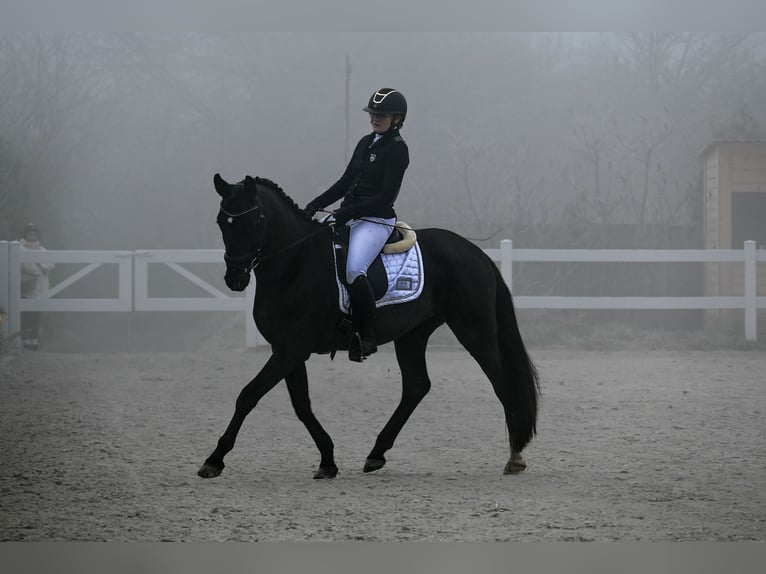 Caballo deportivo polaco Caballo castrado 7 años 160 cm Negro in Forst