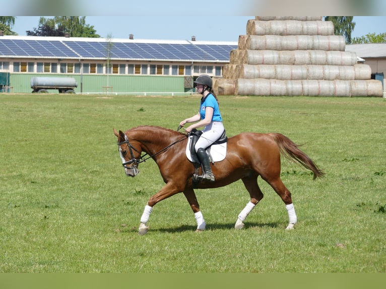Caballo deportivo polaco Caballo castrado 7 años 164 cm Alazán in Ganschow