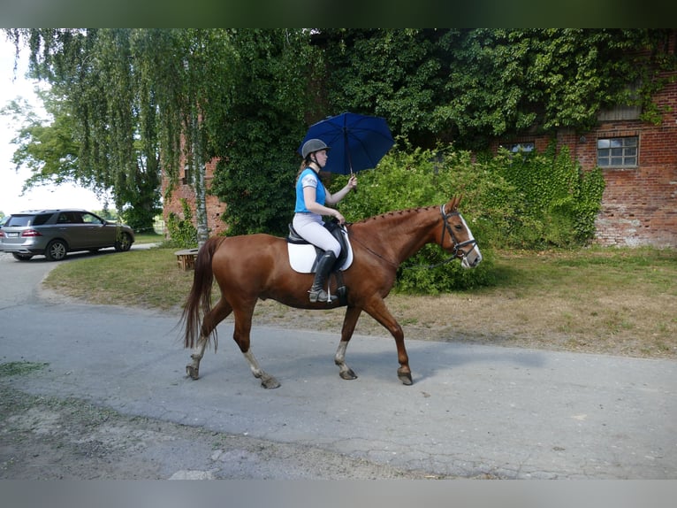 Caballo deportivo polaco Caballo castrado 7 años 164 cm Alazán in Ganschow