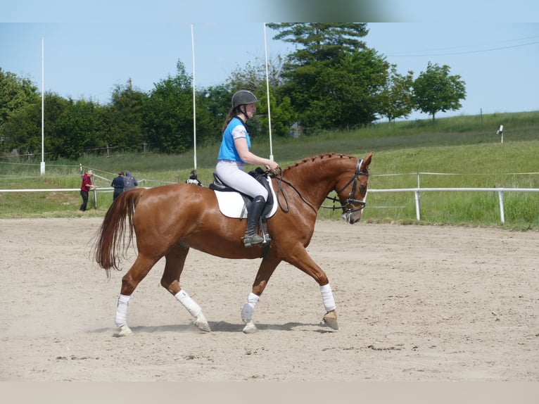 Caballo deportivo polaco Caballo castrado 7 años 164 cm Alazán in Ganschow