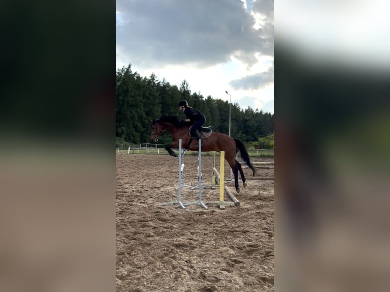 Caballo deportivo polaco Caballo castrado 7 años 164 cm Castaño in Mosina