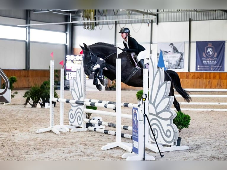 Caballo deportivo polaco Caballo castrado 7 años 170 cm Negro in Bierawa