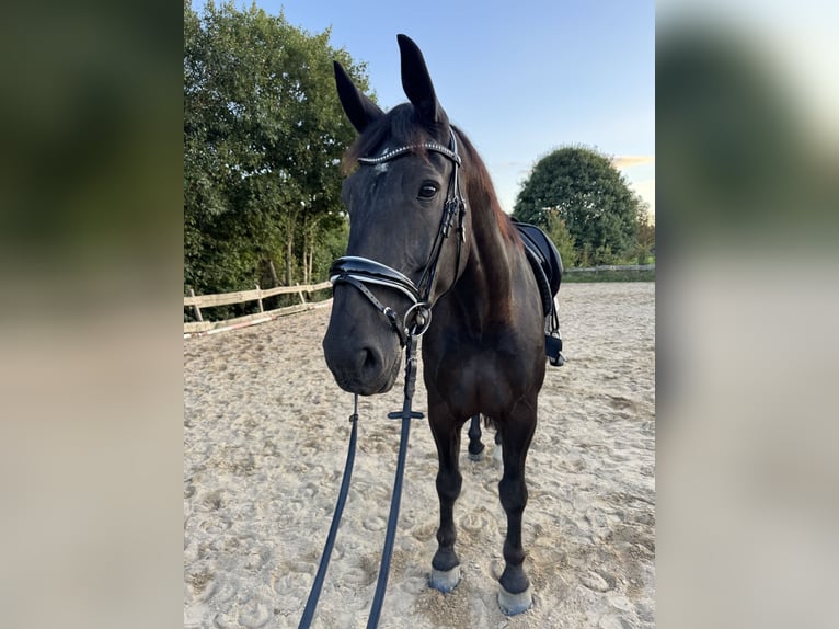 Caballo deportivo polaco Caballo castrado 7 años 171 cm Negro in Lindlar