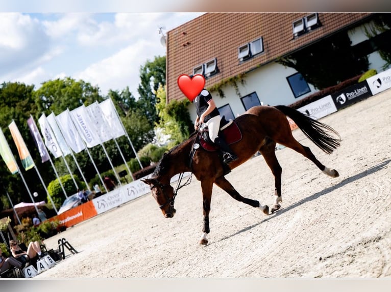 Caballo deportivo polaco Caballo castrado 7 años 172 cm Castaño oscuro in Machnice