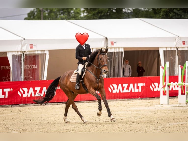 Caballo deportivo polaco Caballo castrado 7 años 172 cm Castaño oscuro in Machnice