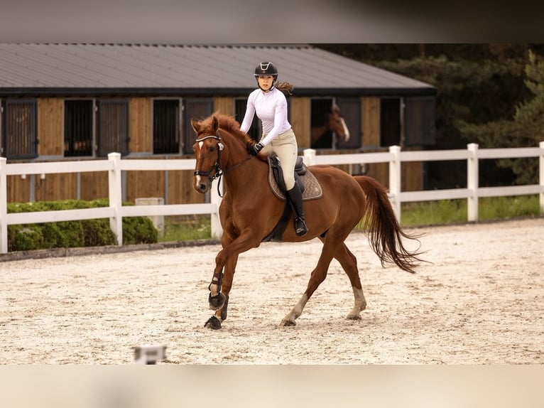 Caballo deportivo polaco Caballo castrado 7 años 175 cm Alazán in Zatory