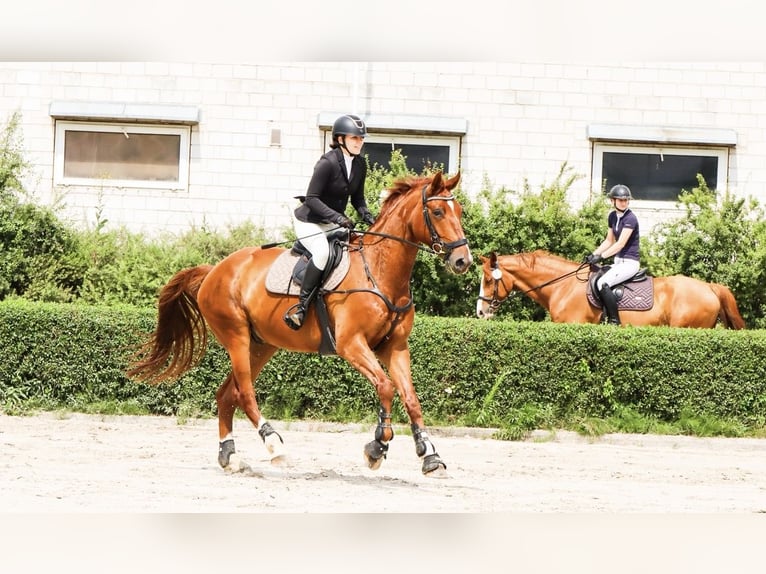 Caballo deportivo polaco Caballo castrado 7 años 175 cm Alazán in Zatory