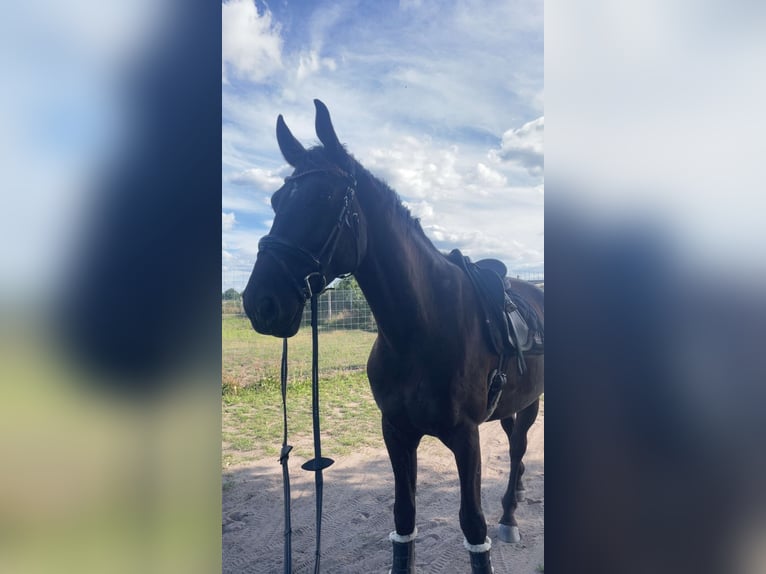 Caballo deportivo polaco Caballo castrado 7 años 176 cm Negro in Nauen