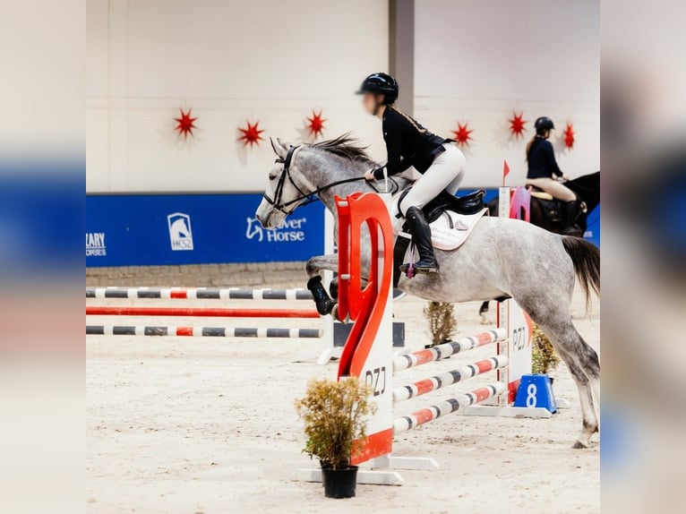 Caballo deportivo polaco Caballo castrado 7 años Tordo in Kraków