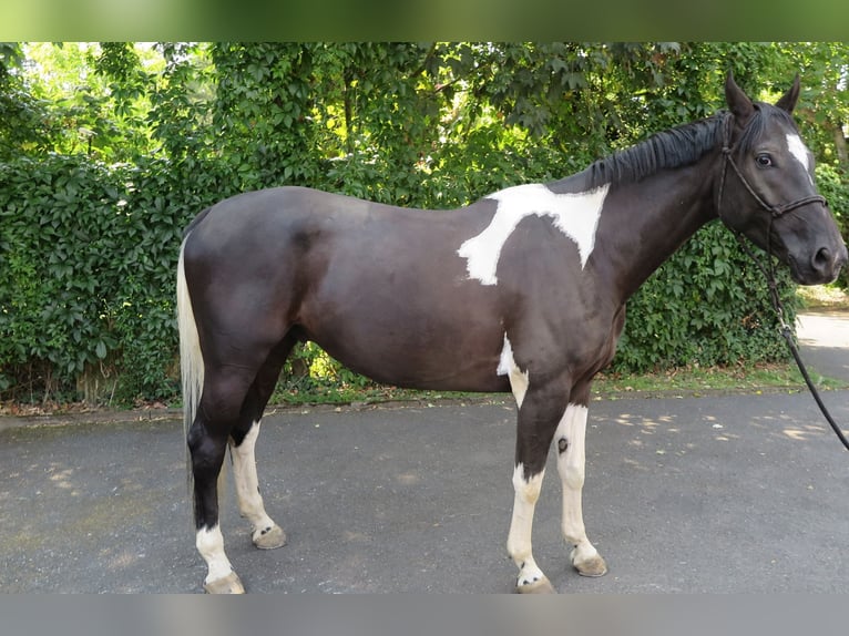 Caballo deportivo polaco Caballo castrado 8 años 164 cm Pío in Hanau