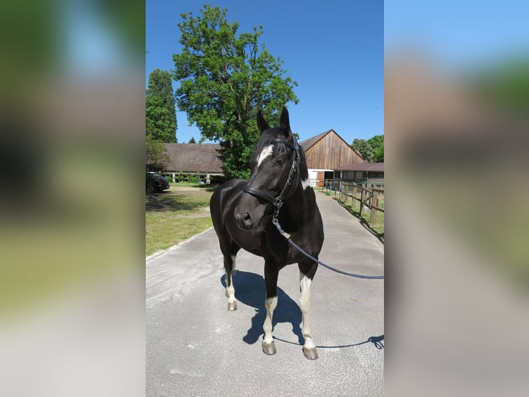 Caballo deportivo polaco Caballo castrado 8 años 164 cm Pío in Hanau