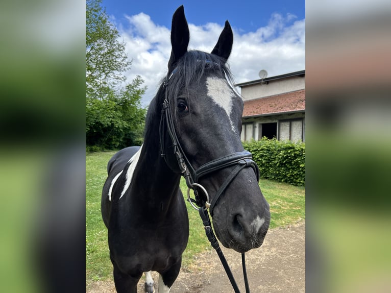 Caballo deportivo polaco Caballo castrado 8 años 164 cm Pío in Hanau