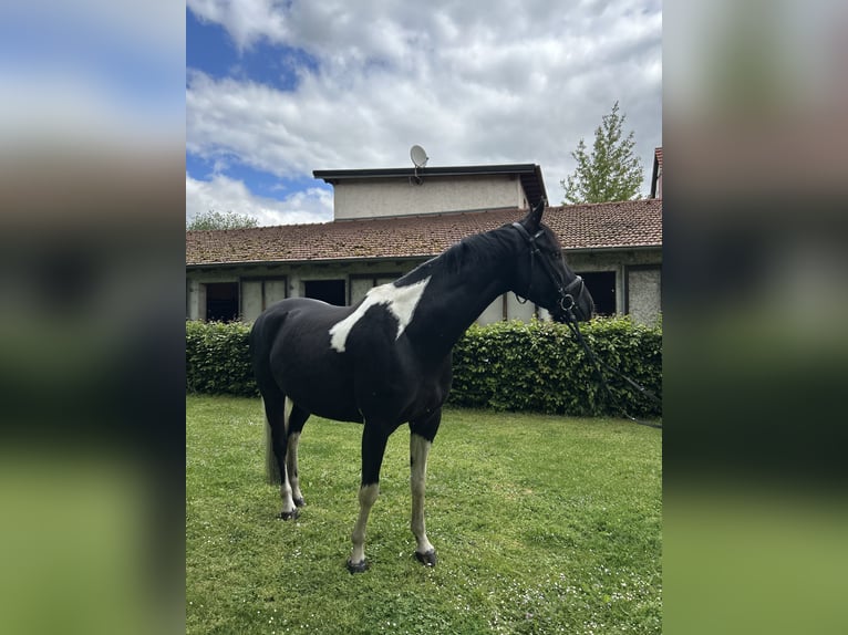 Caballo deportivo polaco Caballo castrado 8 años 164 cm Pío in Hanau