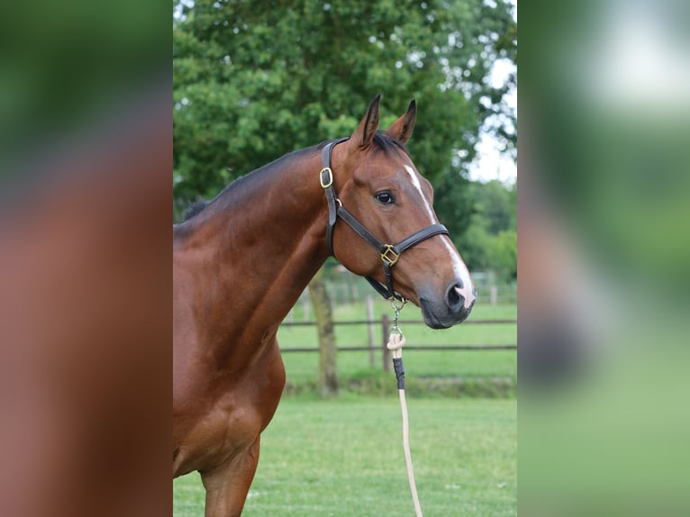 Caballo deportivo polaco Caballo castrado 8 años 168 cm Castaño rojizo in Quincampoix