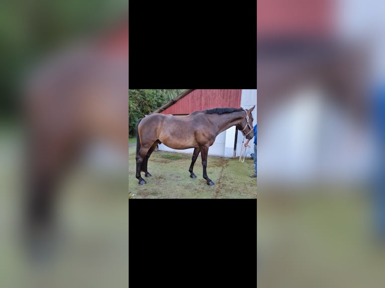 Caballo deportivo polaco Caballo castrado 8 años 169 cm Castaño oscuro in Wahlen