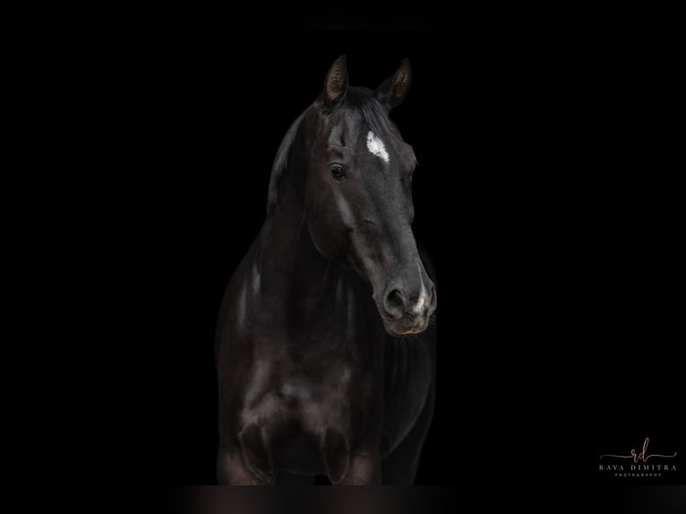 Caballo deportivo polaco Caballo castrado 8 años 170 cm Negro in Fürstenfeldbruckest