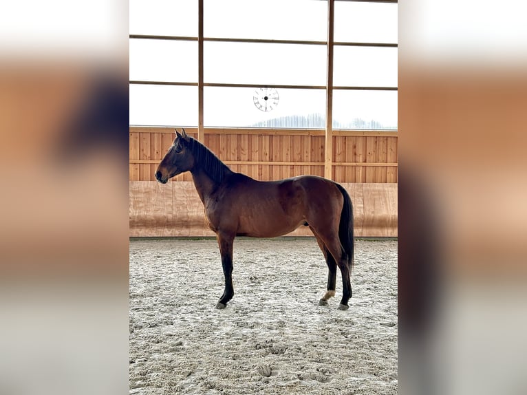 Caballo deportivo polaco Caballo castrado 9 años 158 cm Castaño in ZwönitzKühnhaide