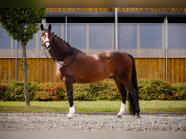 Caballo deportivo polaco Caballo castrado 9 años 160 cm Castaño in &#x141;&#xF3;d&#x17A;
