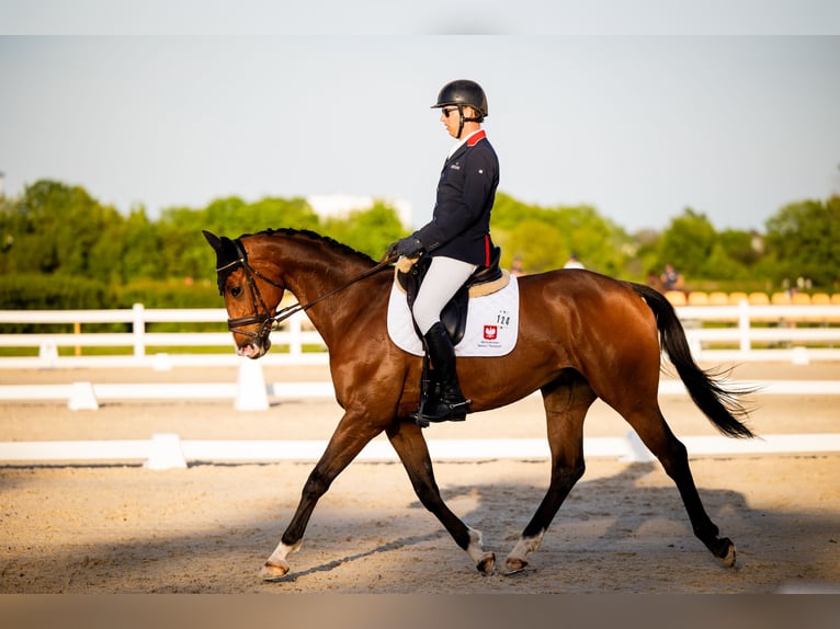 Caballo deportivo polaco Caballo castrado 9 años 167 cm Castaño rojizo in Zaręby