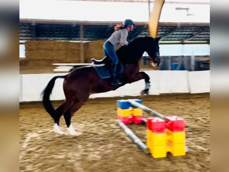 Caballo deportivo polaco Semental 12 años 172 cm Castaño in Alsdorf