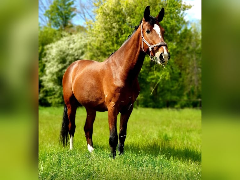 Caballo deportivo polaco Semental 12 años 172 cm Castaño in Alsdorf