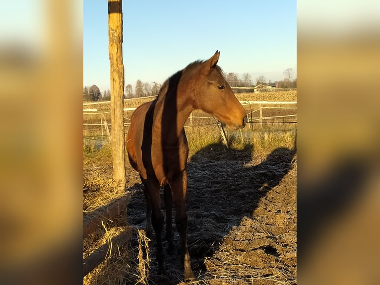 Caballo deportivo polaco Semental 1 año 140 cm Castaño in Chodów