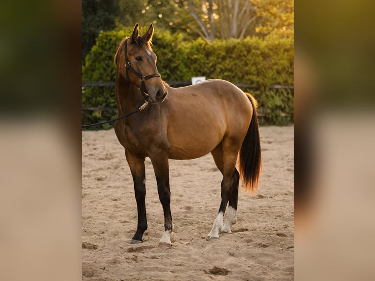 Caballo deportivo polaco Semental 1 año 155 cm Bayo in Wrocław