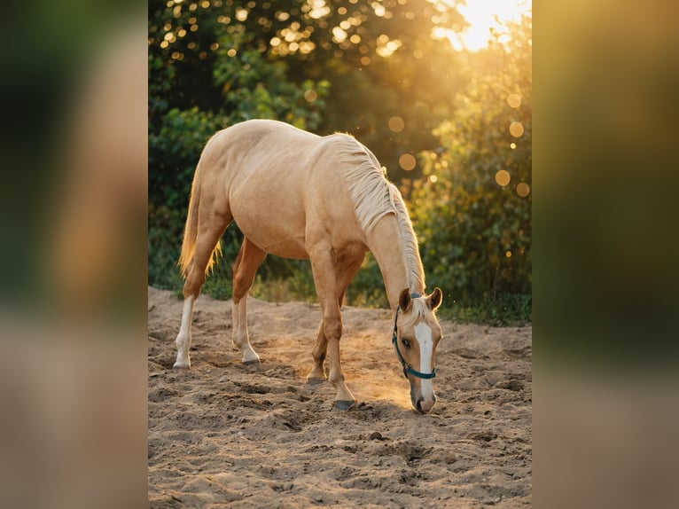 Caballo deportivo polaco Semental 1 año 155 cm Palomino in Wrocław