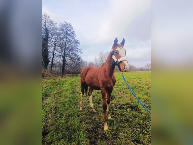 Caballo deportivo polaco Semental 1 año 165 cm Alazán in Wolsztyn