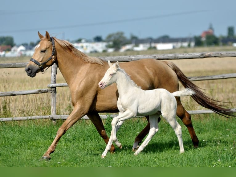 Caballo deportivo polaco Semental 1 año 167 cm Cremello in Piecowice