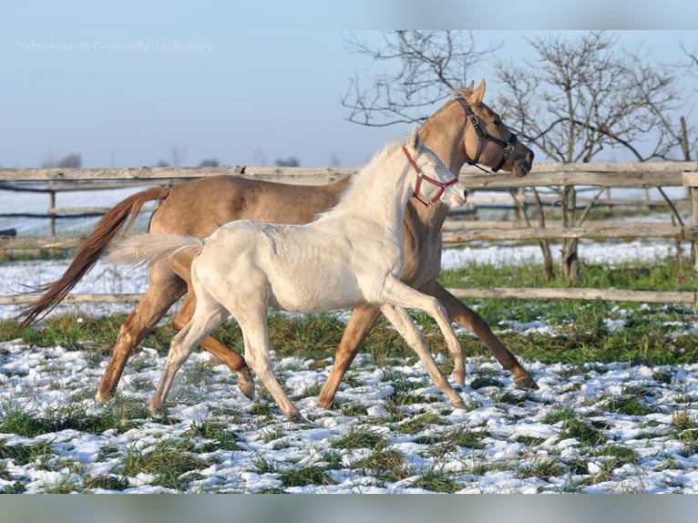 Caballo deportivo polaco Semental 1 año 167 cm Cremello in Piecowice