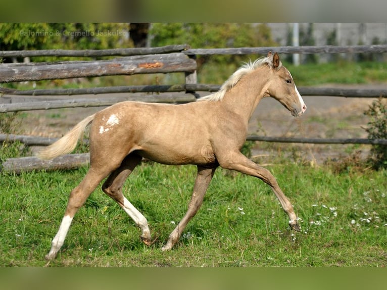 Caballo deportivo polaco Semental 1 año 167 cm Palomino in Piecowice