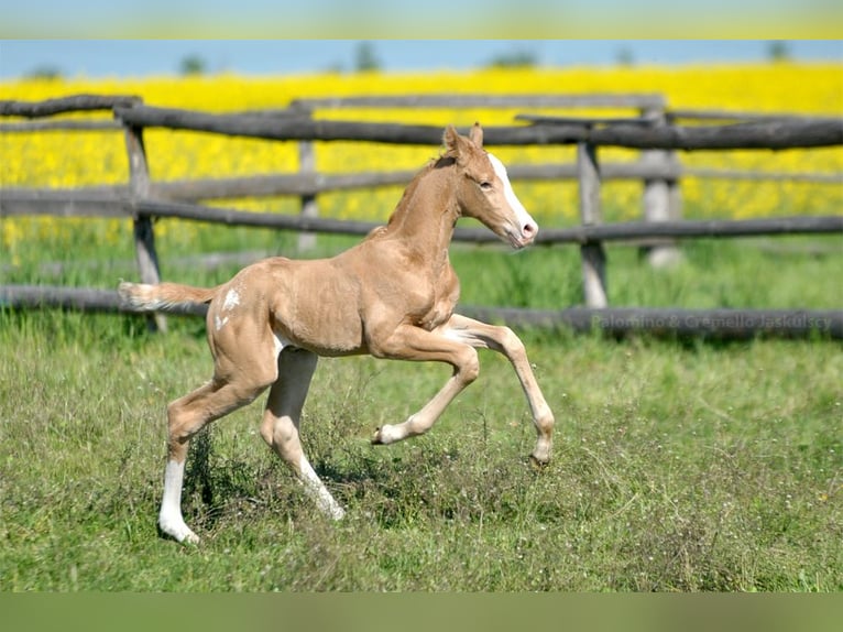 Caballo deportivo polaco Semental 1 año 167 cm Palomino in Piecowice