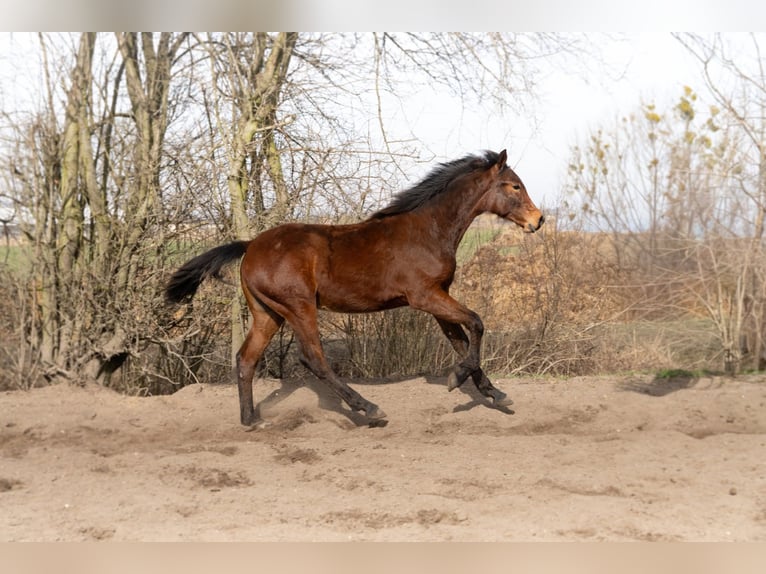 Caballo deportivo polaco Semental 1 año 171 cm Castaño in Wińsko
