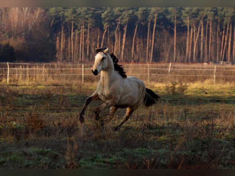 Caballo deportivo polaco Semental 1 año Buckskin/Bayo in Poznań